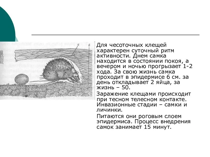 Для чесоточных клещей характерен суточный ритм активности. Днем самка находится