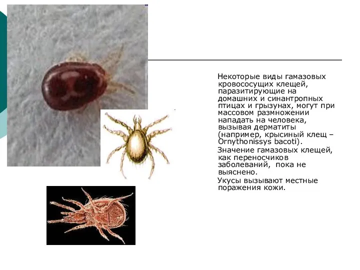 Некоторые виды гамазовых кровососущих клещей, паразитирующие на домашних и синантропных птицах и грызунах,