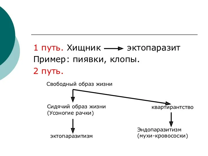 1 путь. Хищник эктопаразит Пример: пиявки, клопы. 2 путь. Свободный образ жизни Сидячий