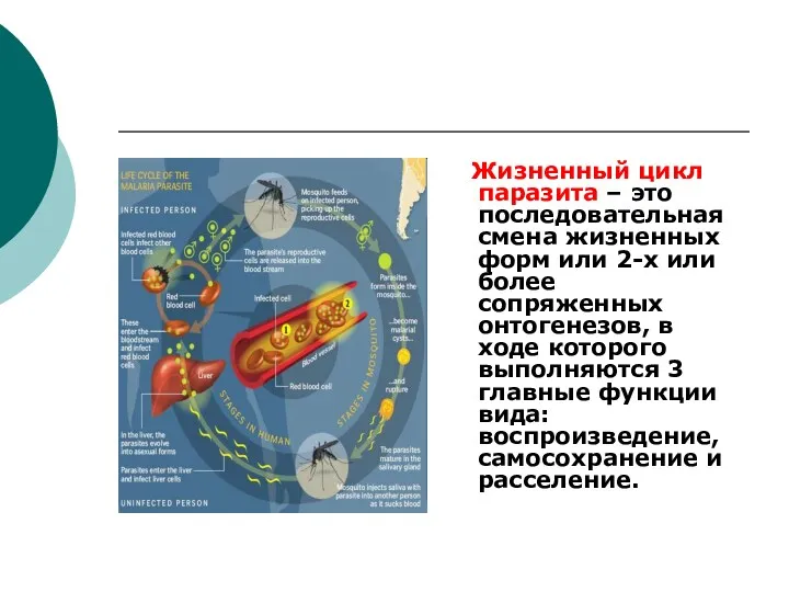 Жизненный цикл паразита – это последовательная смена жизненных форм или 2-х или более