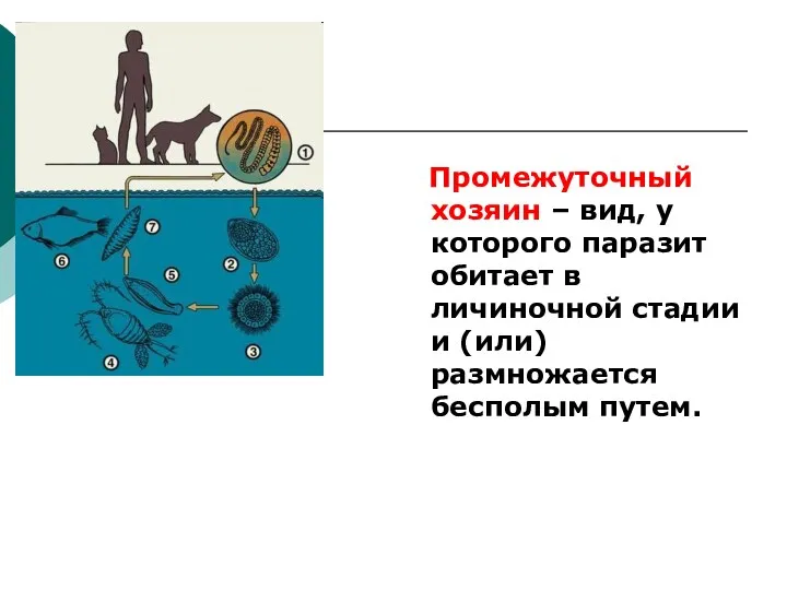 Промежуточный хозяин – вид, у которого паразит обитает в личиночной стадии и (или) размножается бесполым путем.