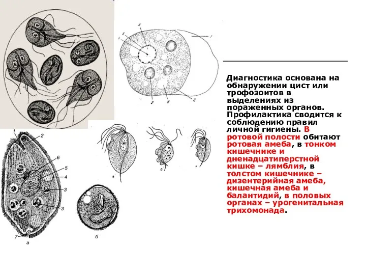 Диагностика основана на обнаружении цист или трофозоитов в выделениях из
