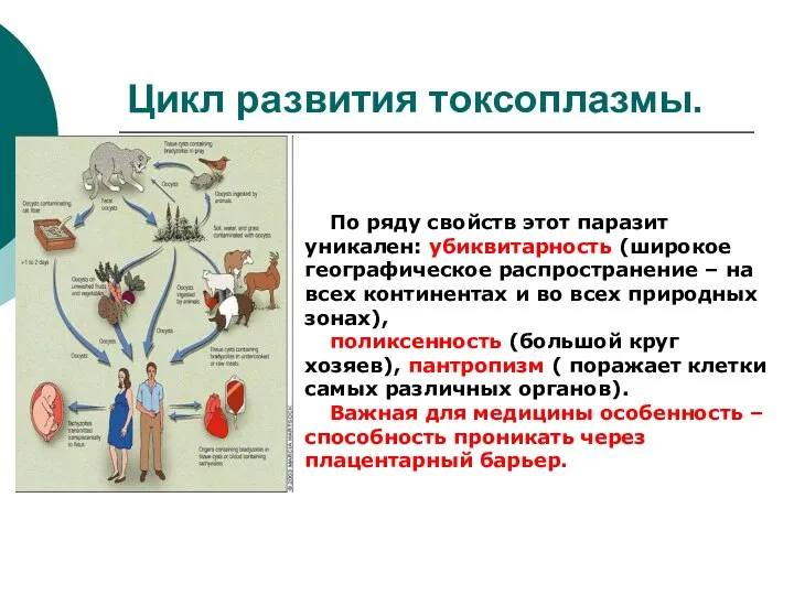 Цикл развития токсоплазмы. По ряду свойств этот паразит уникален: убиквитарность