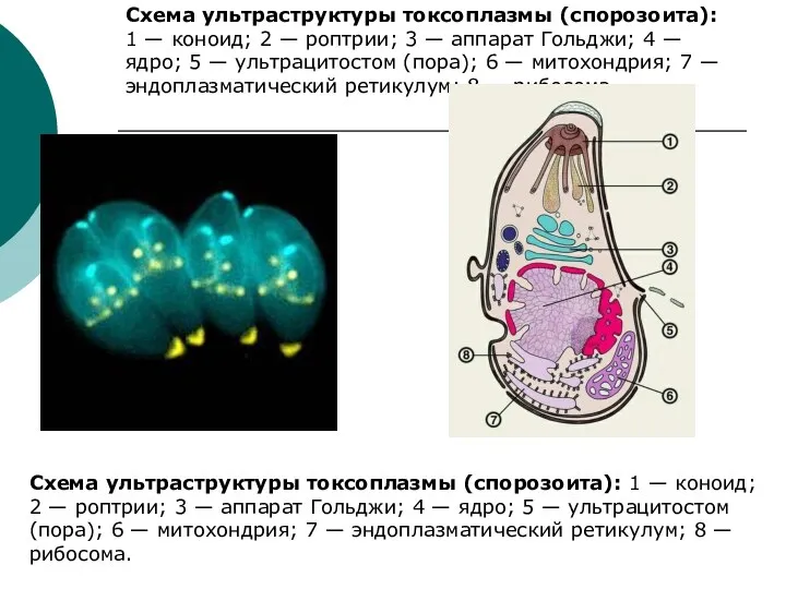 Схема ультраструктуры токсоплазмы (спорозоита): 1 — коноид; 2 — роптрии; 3 — аппарат