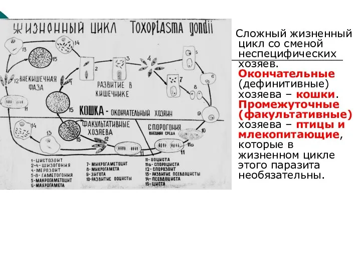 Сложный жизненный цикл со сменой неспецифических хозяев. Окончательные (дефинитивные) хозяева