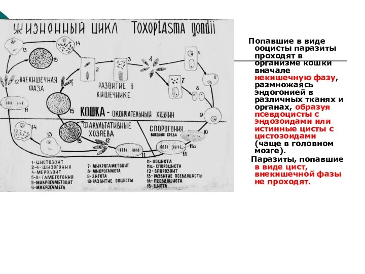Попавшие в виде ооцисты паразиты проходят в организме кошки вначале некишечную фазу, размножаясь