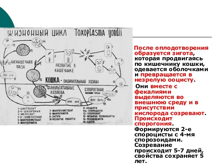 После оплодотворения образуется зигота, которая продвигаясь по кишечнику кошки, одевается оболочками и превращается