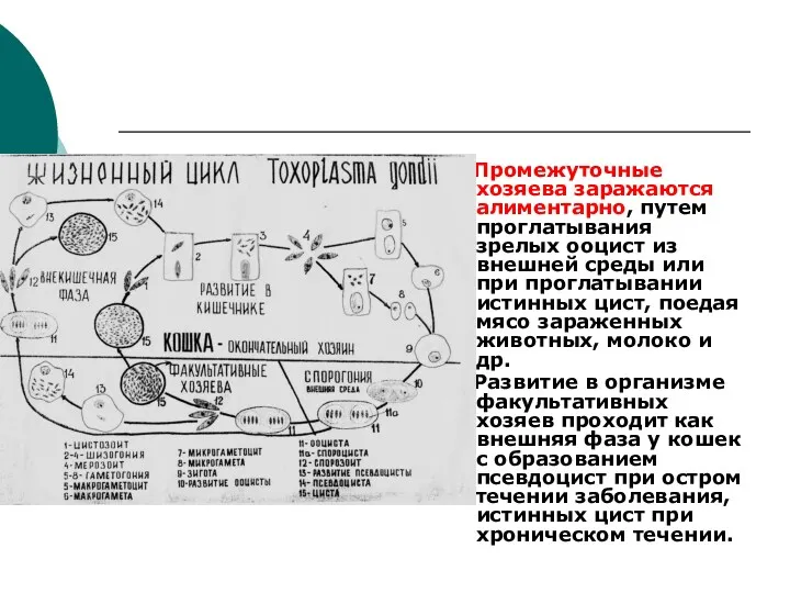 Промежуточные хозяева заражаются алиментарно, путем проглатывания зрелых ооцист из внешней среды или при