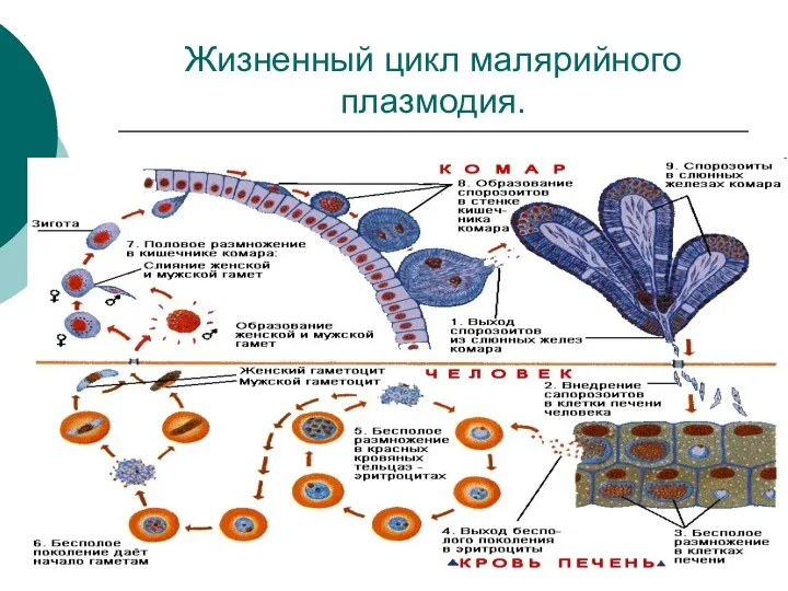 Жизненный цикл малярийного плазмодия.