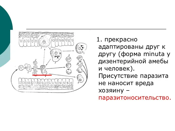 1. прекрасно адаптированы друг к другу (форма minuta у дизентерийной амебы и человек).