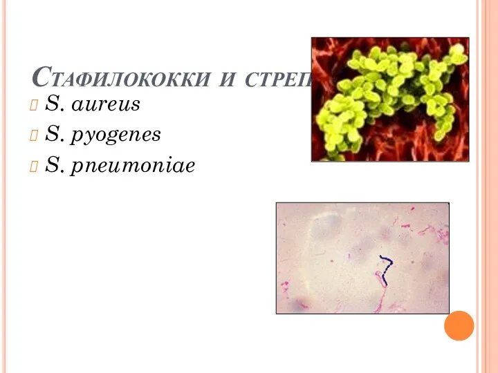 Стафилококки и стрептококки S. aureus S. pyogenes S. pneumoniae