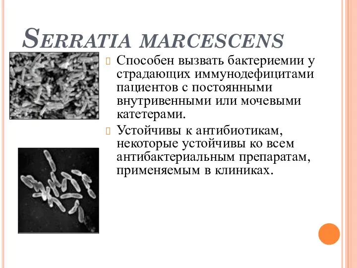 Serratia marcescens Способен вызвать бактериемии у страдающих иммунодефицитами пациентов с