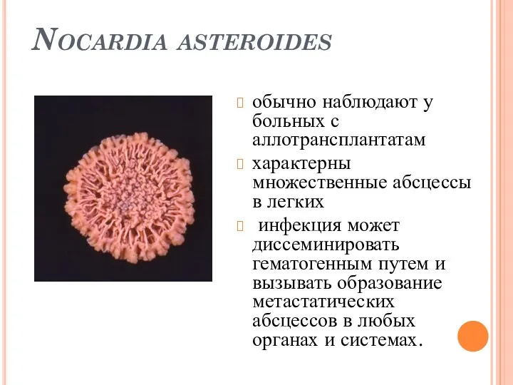 Nocardia asteroides обычно наблюдают у больных с аллотрансплантатам характерны множественные