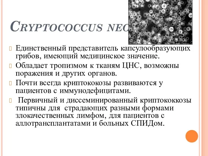 Cryptococcus neoformans Единственный представитель капсулообразующих грибов, имеющий медицинское значение. Обладает