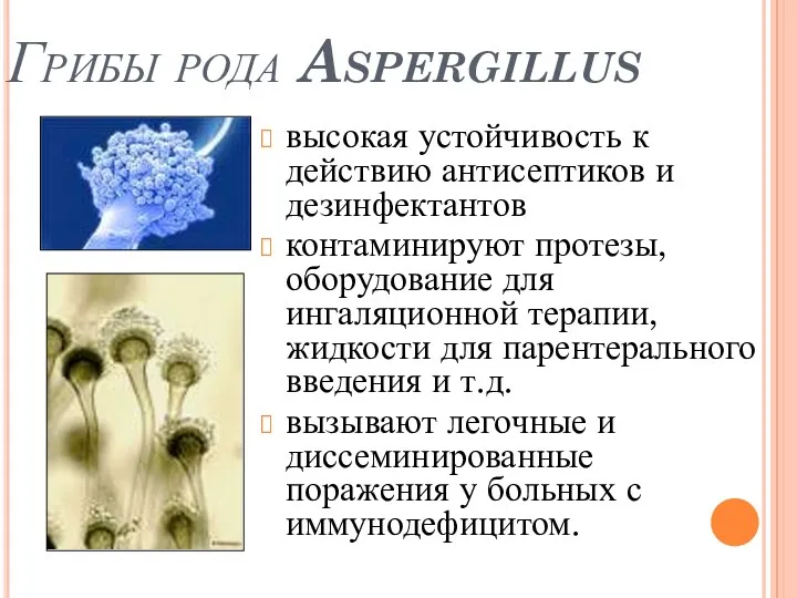 Грибы рода Aspergillus высокая устойчивость к действию антисептиков и дезинфектантов