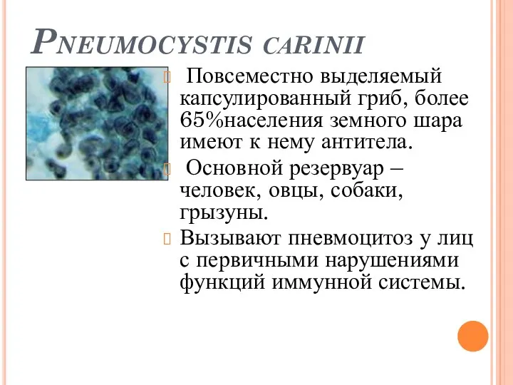 Pneumocystis саrinii Повсеместно выделяемый капсулированный гриб, более 65%населения земного шара