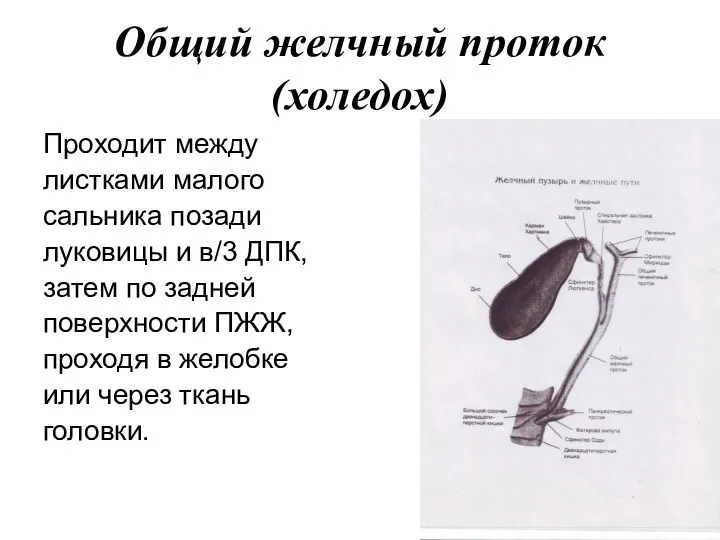 Общий желчный проток (холедох) Проходит между листками малого сальника позади