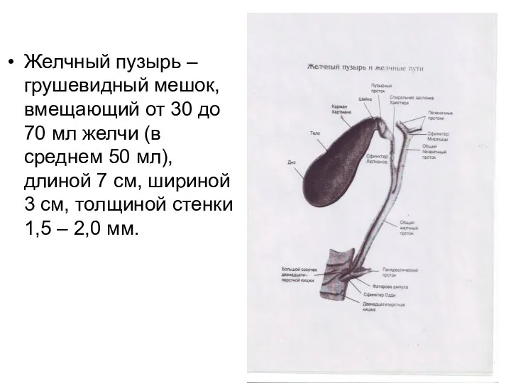 Желчный пузырь – грушевидный мешок, вмещающий от 30 до 70