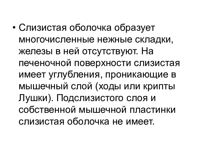 Слизистая оболочка образует многочисленные нежные складки, железы в ней отсутствуют.