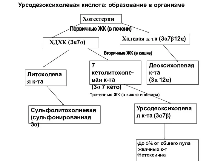 Холестерин ХДХК (3α7α) Холевая к-та (3α7β12α) Литохолевая к-та 7 кетолитохоле-вая