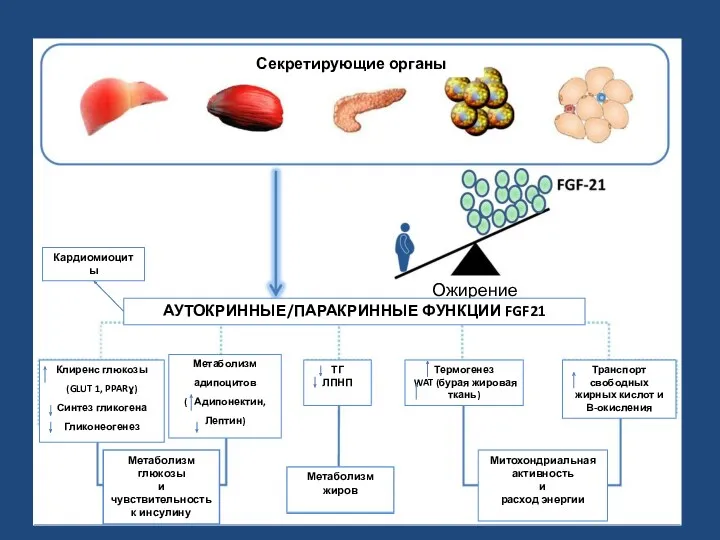 Ожирение Метаболизм глюкозы и чувствительность к инсулину Метаболизм жиров Митохондриальная