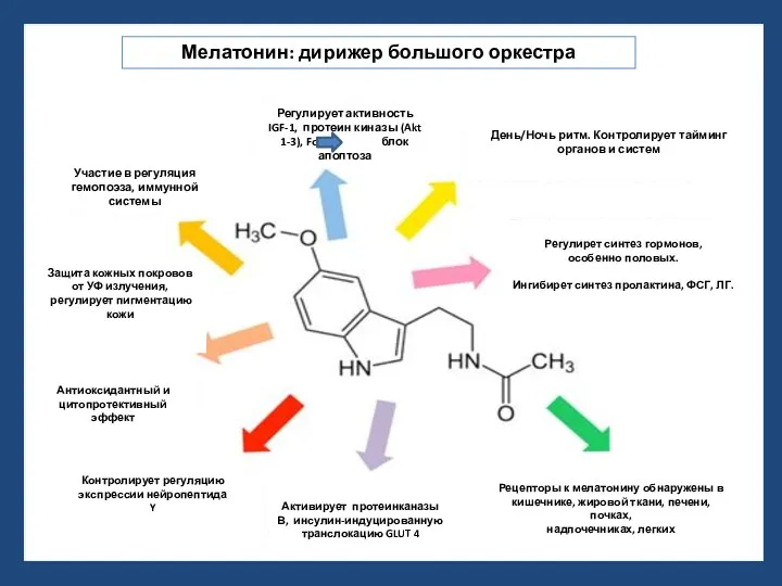 Участие в регуляция гемопоэза, иммунной системы День/Ночь ритм. Контролирует тайминг