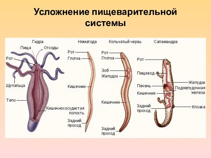 Усложнение пищеварительной системы