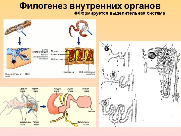 Филогенез внутренних органов Формируется выделительная система