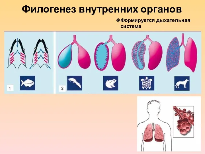 Филогенез внутренних органов Формируется дыхательная система