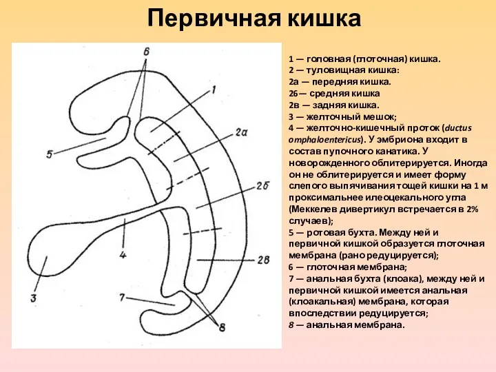 1 — головная (глоточная) кишка. 2 — туловищная кишка: 2а