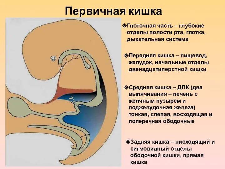 Первичная кишка Глоточная часть – глубокие отделы полости рта, глотка,