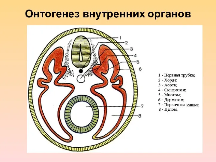 Онтогенез внутренних органов