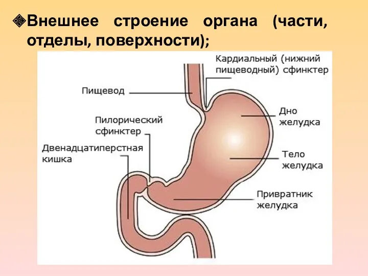 Внешнее строение органа (части, отделы, поверхности);