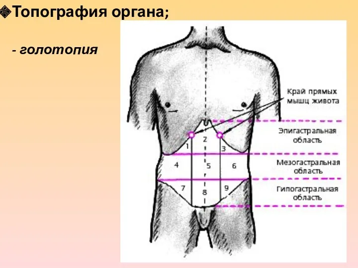 Топография органа; - голотопия