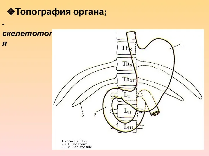 Топография органа; - скелетотопия