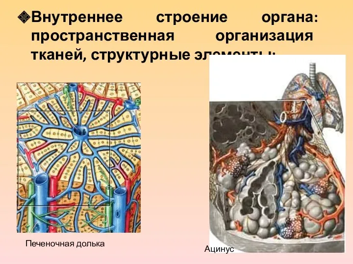 Внутреннее строение органа: пространственная организация тканей, структурные элементы; Печеночная долька Ацинус