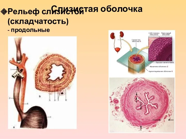 Рельеф слизистой (складчатость) - продольные Слизистая оболочка