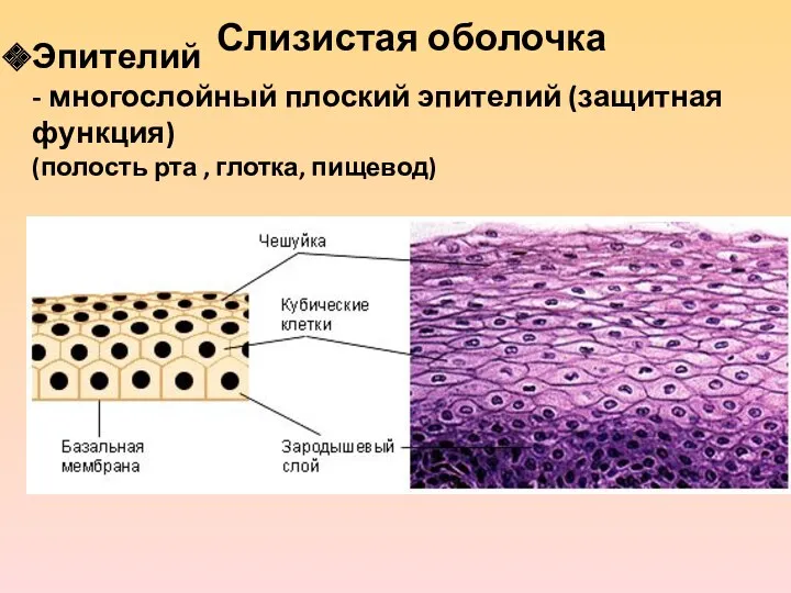 Эпителий - многослойный плоский эпителий (защитная функция) (полость рта , глотка, пищевод) Слизистая оболочка