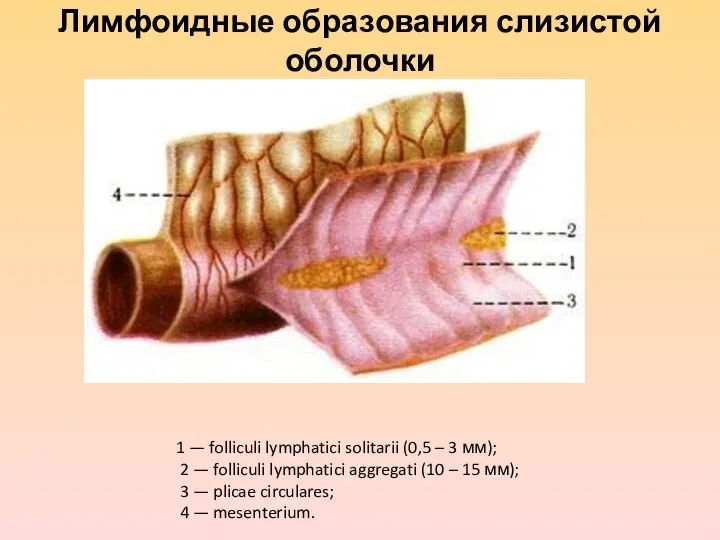 Лимфоидные образования слизистой оболочки 1 — folliculi lymphatici solitarii (0,5