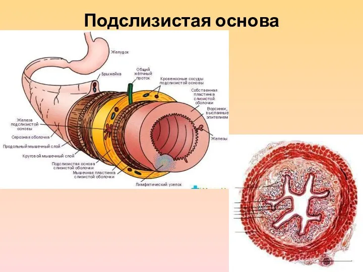 Подслизистая основа