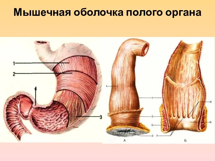 Мышечная оболочка полого органа