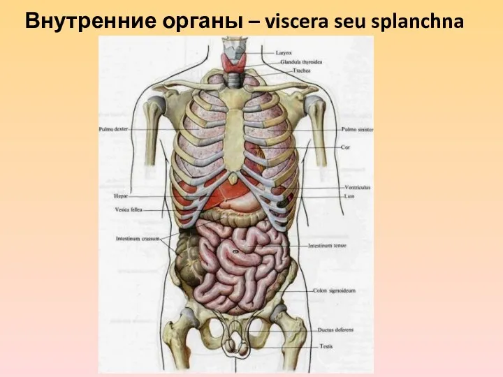 Внутренние органы – viscera seu splanchna