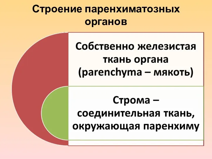 Строение паренхиматозных органов