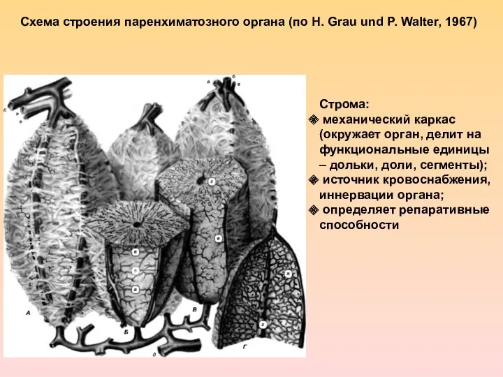 Схема строения паренхиматозного органа (по Н. Grau und P. Walter,