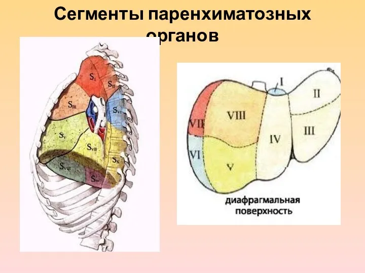 Сегменты паренхиматозных органов