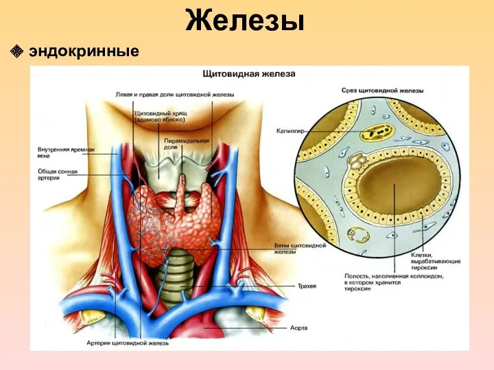 Железы эндокринные