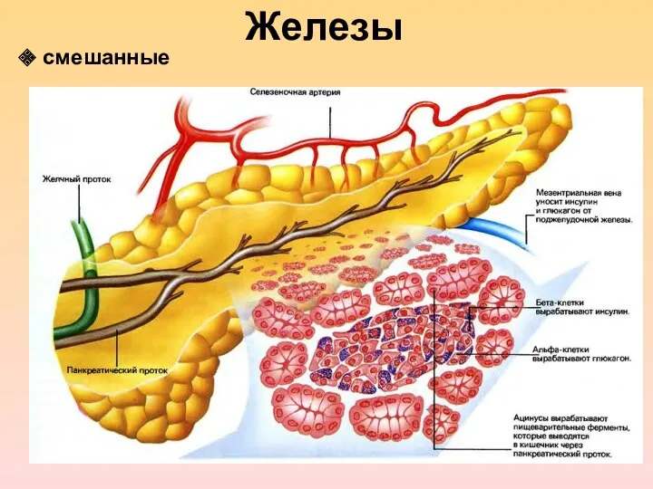 Железы смешанные