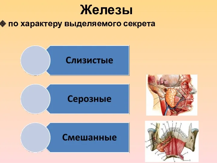 Железы по характеру выделяемого секрета