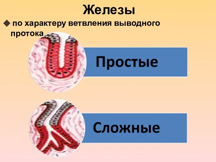 Железы по характеру ветвления выводного протока