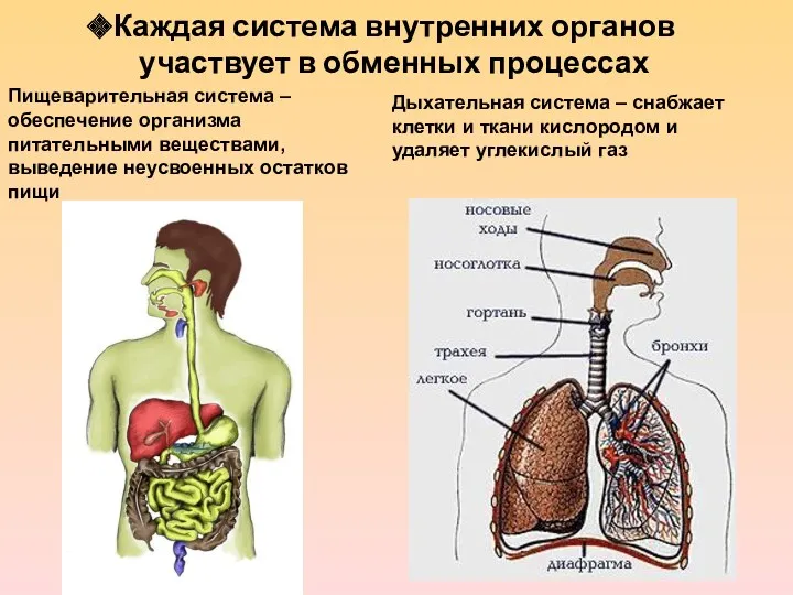 Каждая система внутренних органов участвует в обменных процессах Пищеварительная система